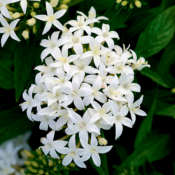 Lucky Star® White Pentas Seeds