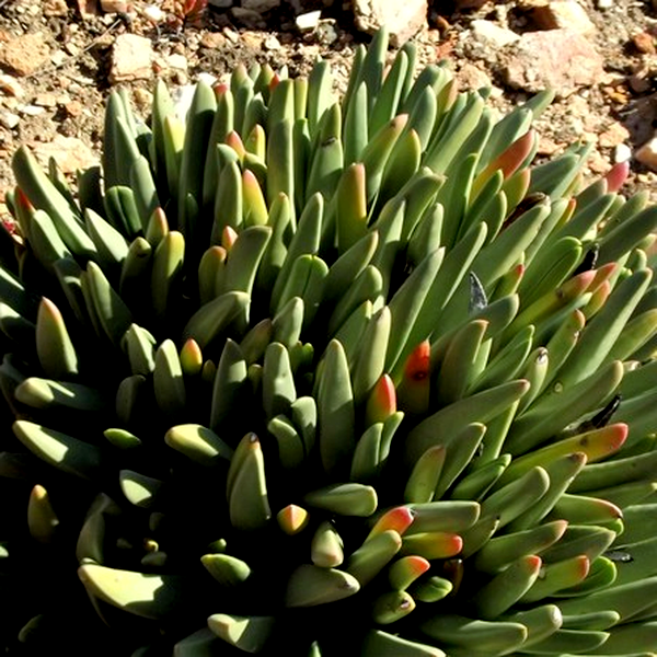 Machairophyllum albidum