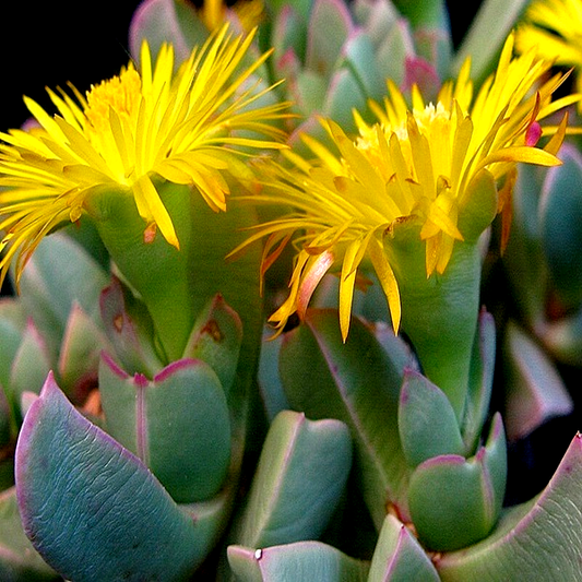 Machairophyllum bijliae