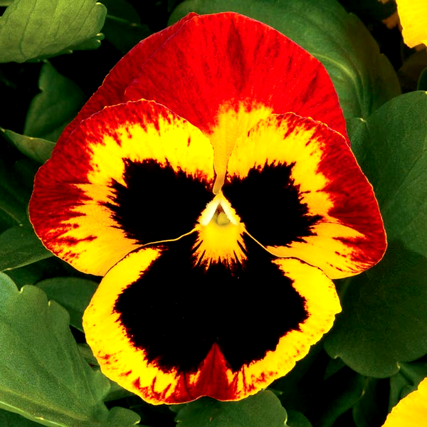 Majestic Giants ll Fire Hybrid Pansy Seeds