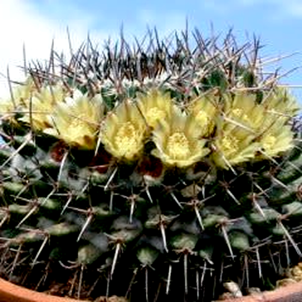 Mammillaria gigantea