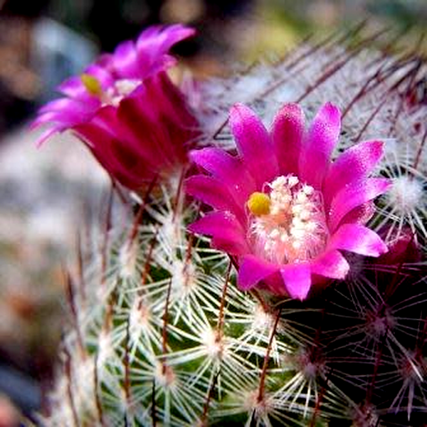 Mammillaria matudae