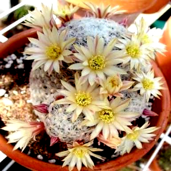 Mammillaria nana