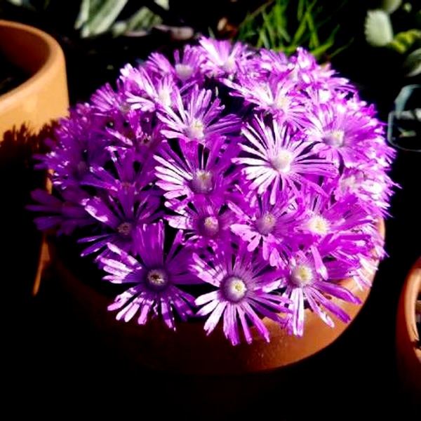 Marlothistella stenophylla