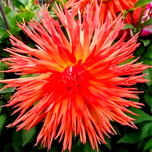 Mel's Orange Marmalade