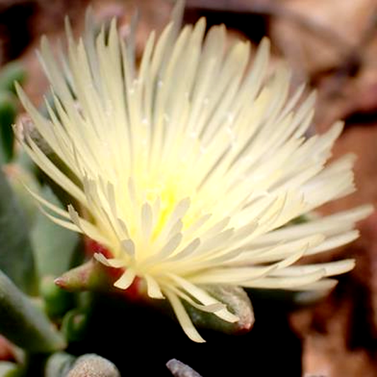Mesembryanthemum grossum