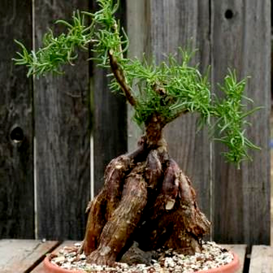 Mestoklema tuberosum