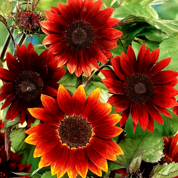 Midnight Rouge' Sunflower Seeds