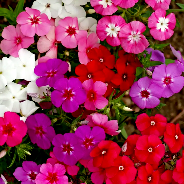 Mixed Annual Phlox Seeds