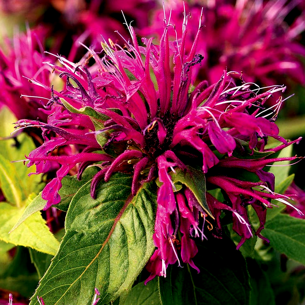 Monarda Balmy™ Purple Bee Balm