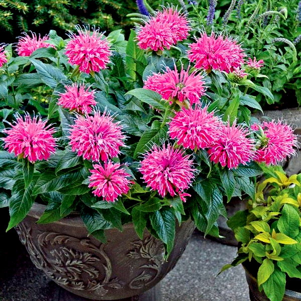 Monarda Pardon My Pink
