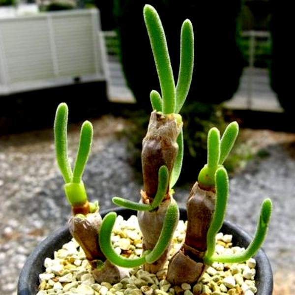 Monilaria chrysoleuca