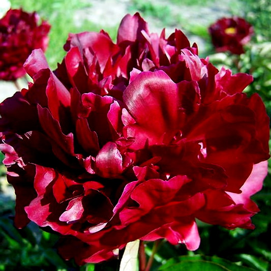 Mons. Martin Cahuzac