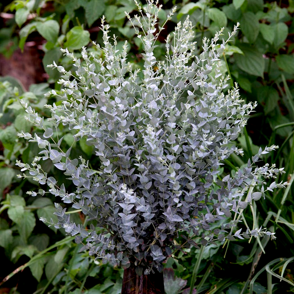 Moon Lagoon Eucalyptus Seeds
