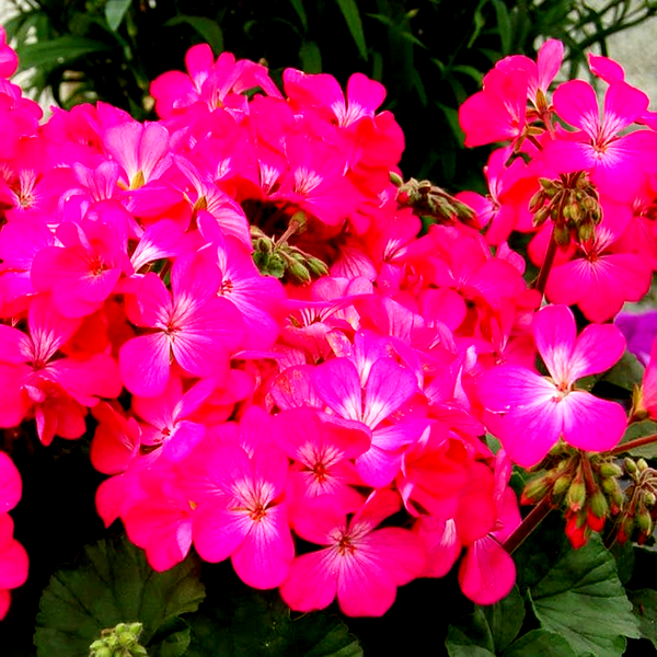 Nano™ Pink Geranium Seeds