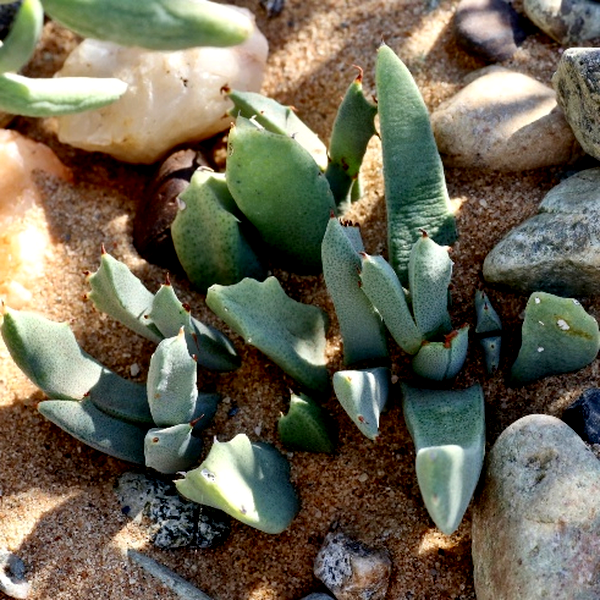 Odontophorus angustifolius ssp. protoparcoides