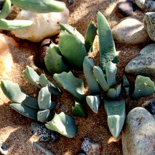 Odontophorus angustifolius ssp. protoparcoides