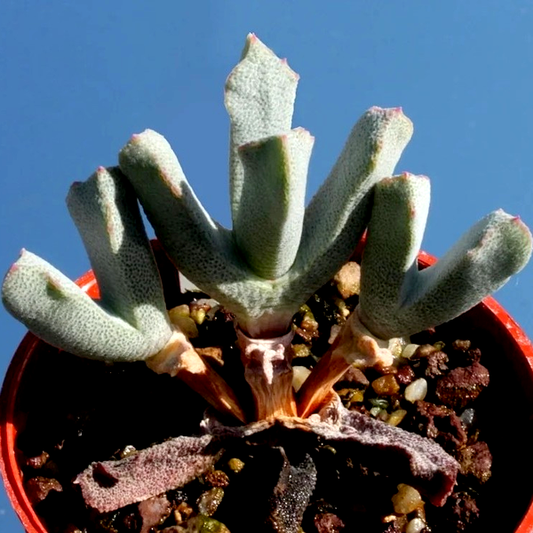 Odontophorus pusillus