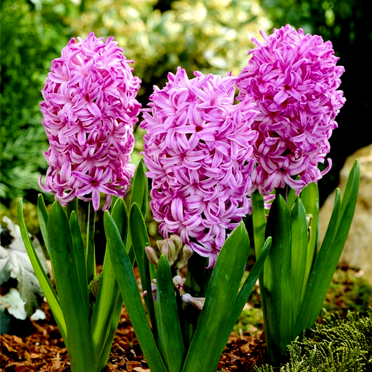 Orientalis Pink