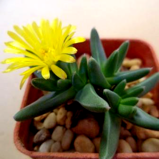 Orthopterum waltoniae