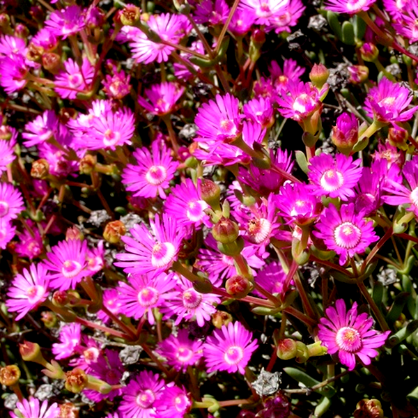 Oscularia cedarbergensis