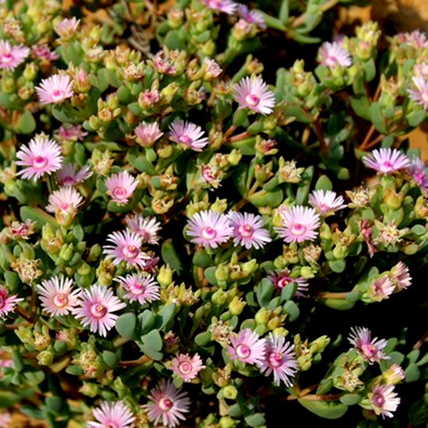 Oscularia ornata