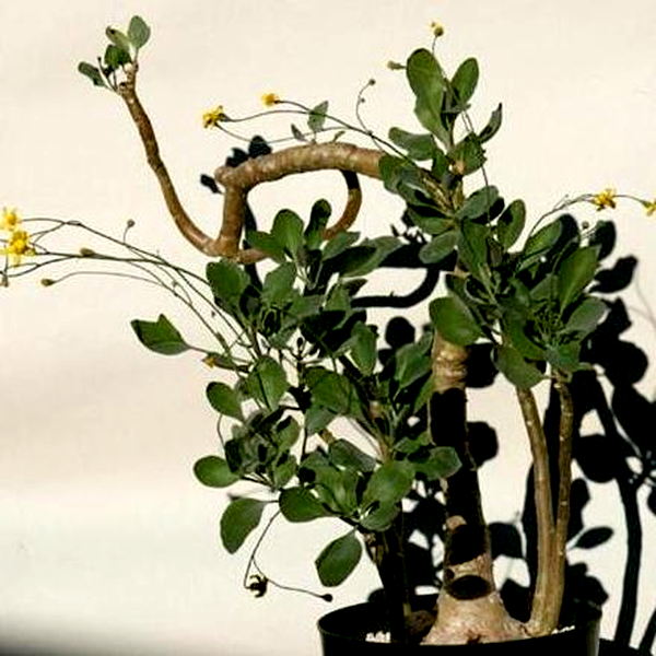 Othonna triplinervia