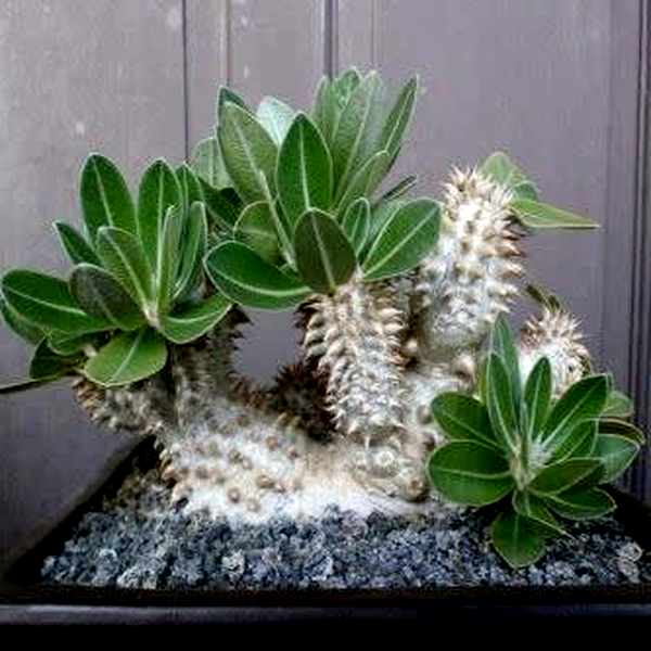 Pachypodium densiflorum var. brevicalyx