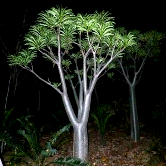 Pachypodium rutenbergianum