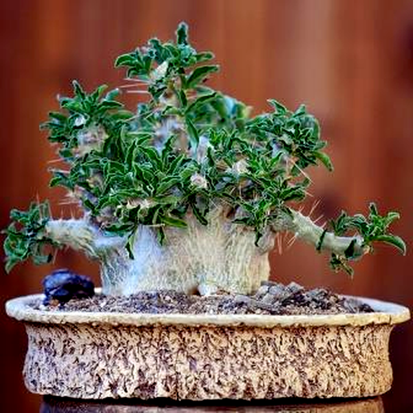 Pachypodium saundersii