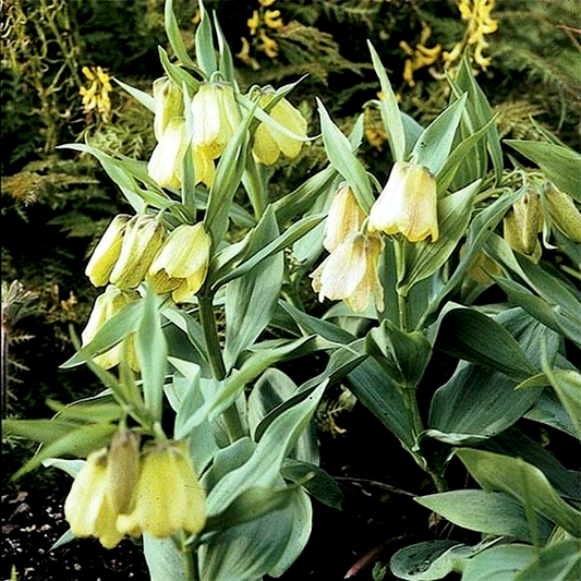 Pallidiflora