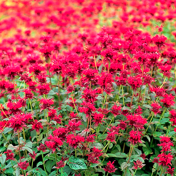 Panorama Red Shades Monarda Seeds