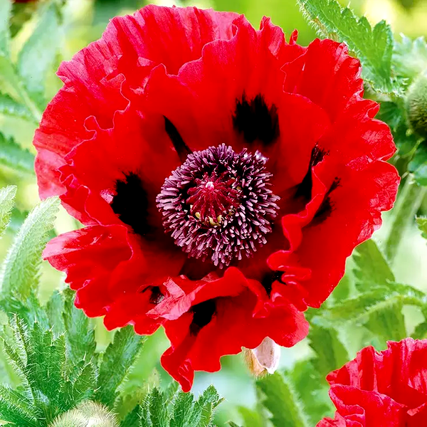 Papaver Red Poppies