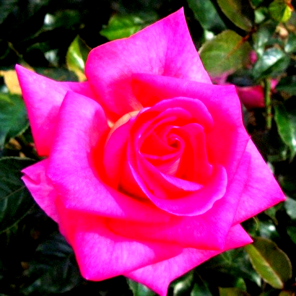 Parfum Royal Climbing