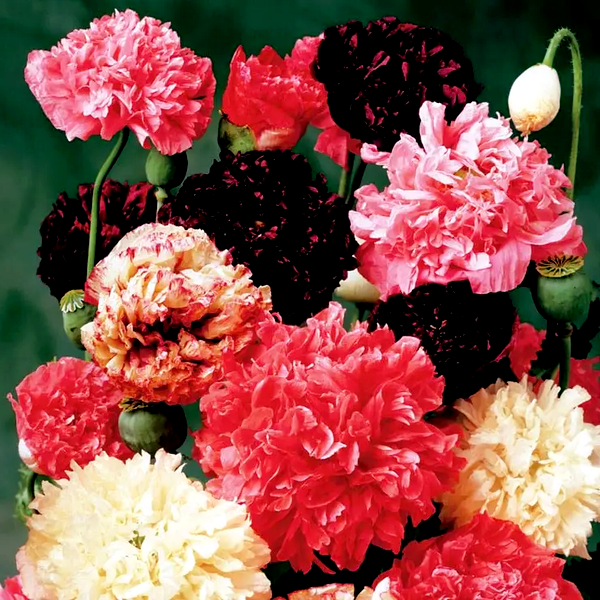 Peony Mix Poppy Seeds