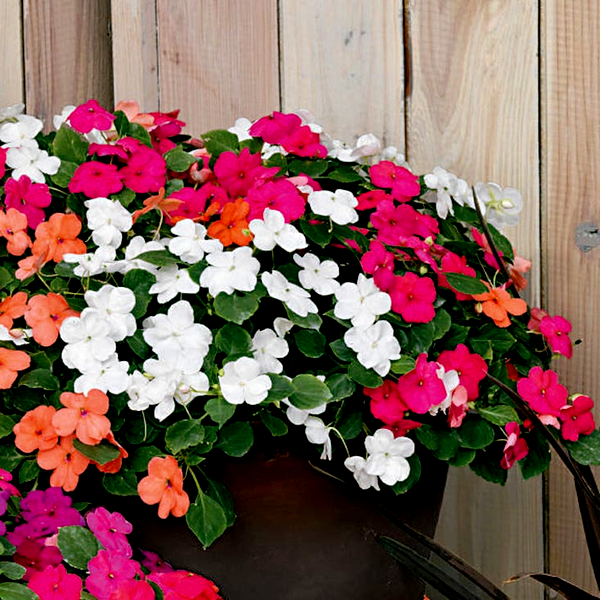 Shady Lady II Mix Hybrid Impatiens Seeds
