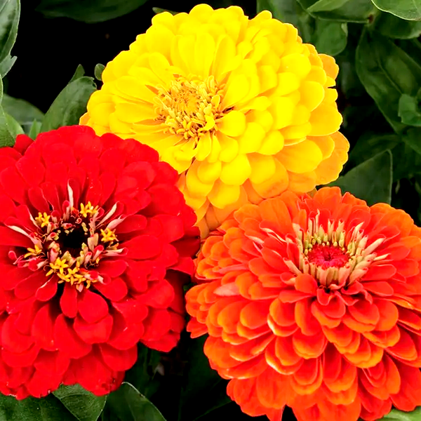 Fiesta Mix Zinnia Seeds