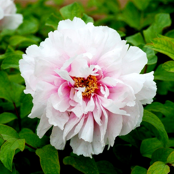 Peachblossom Covered with Snow