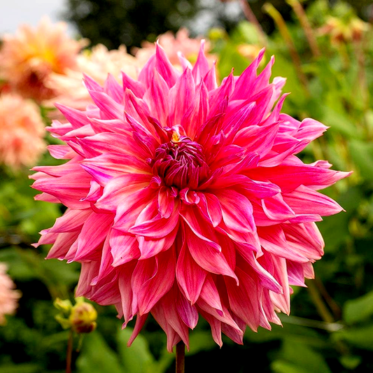 Penhill Dark Monarch