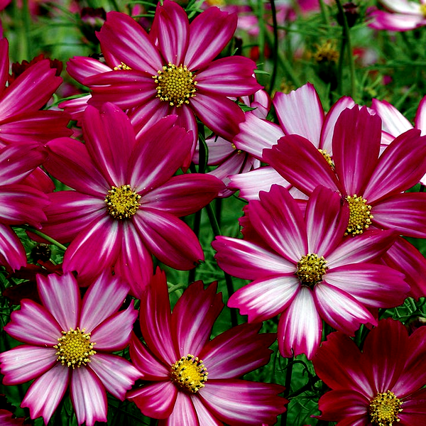Peppermint Candy Cosmos Seeds