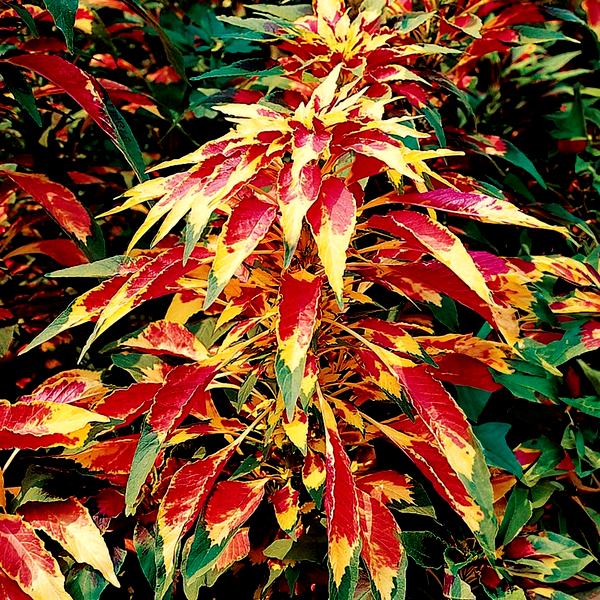 Perfecta Amaranthus Seeds