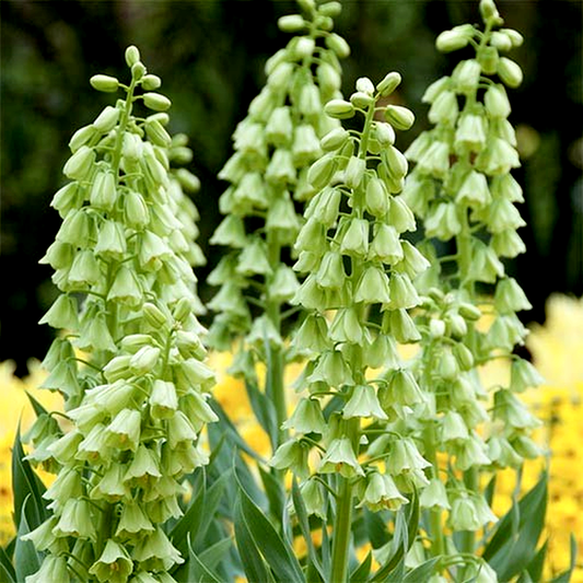 Persica Alba