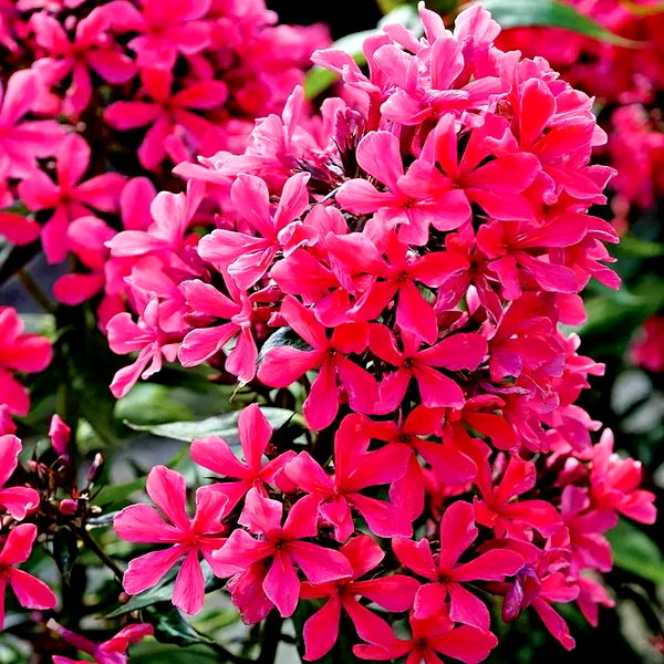 Phlox 'Cleopatra'