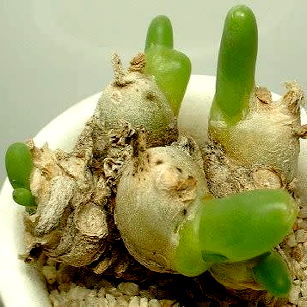 Phyllobolus digitatus