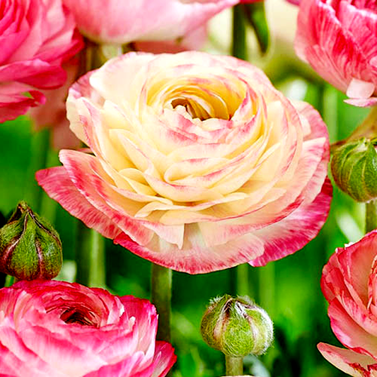 Picotee Pink