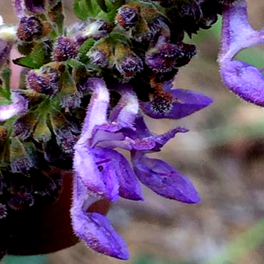 Plectranthus spicatus
