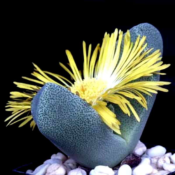 Pleiospilos bolusii