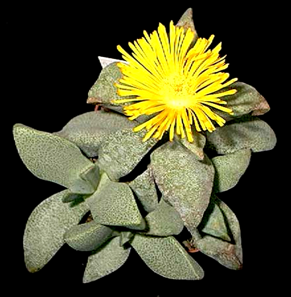 Pleiospilos compactus ssp canus