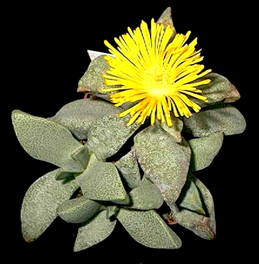 Pleiospilos compactus ssp canus