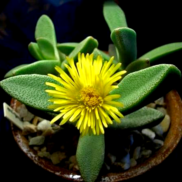 Pleiospilos compactus ssp sororius